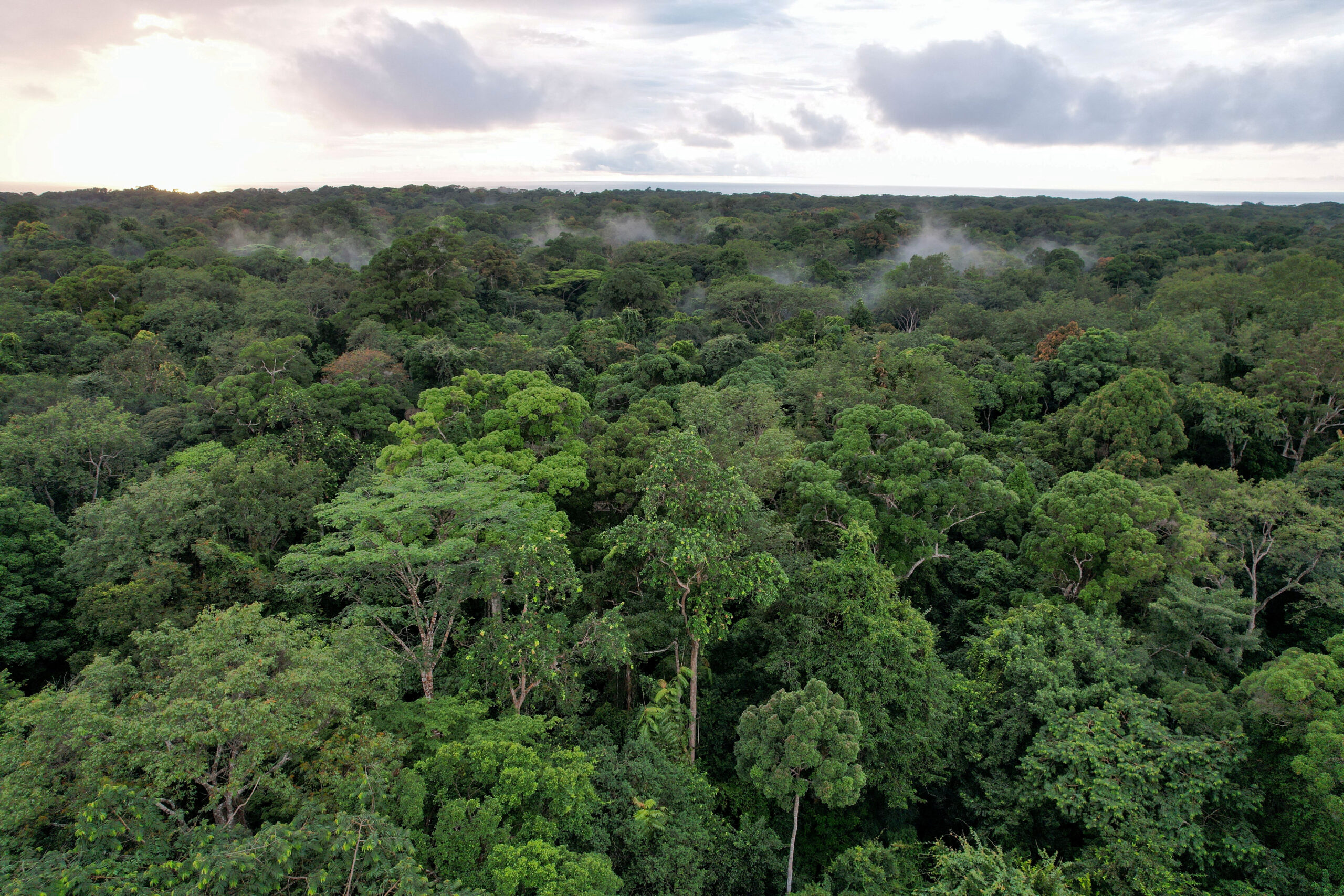 Budget britannique : prêt pour la forêt tropicale et plafonnement des tarifs de bus, transparence nécessaire